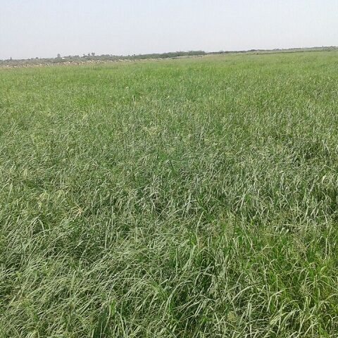 Buy Rhodes grass