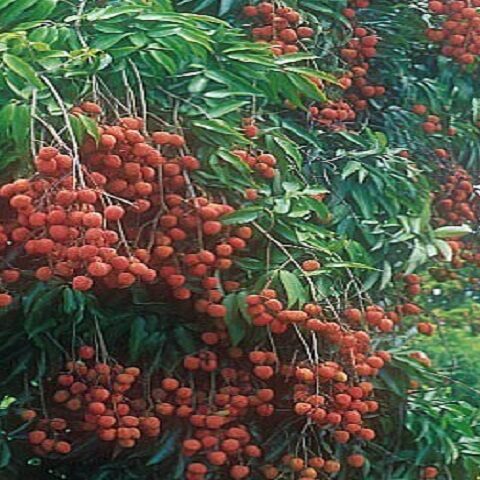Lychee-lychees-10144381-418-412
