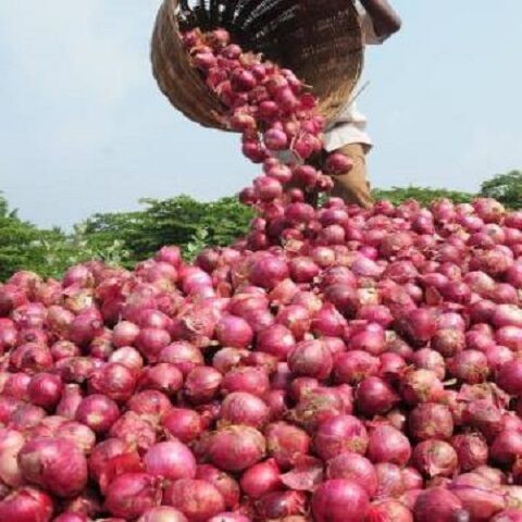 Onion-Farming