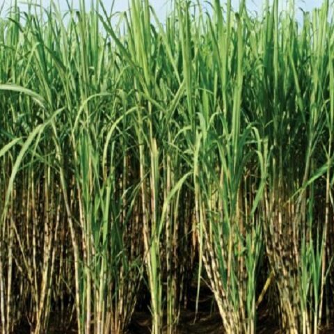 Sugar Cane