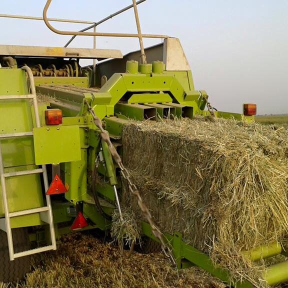 Rhodes grass