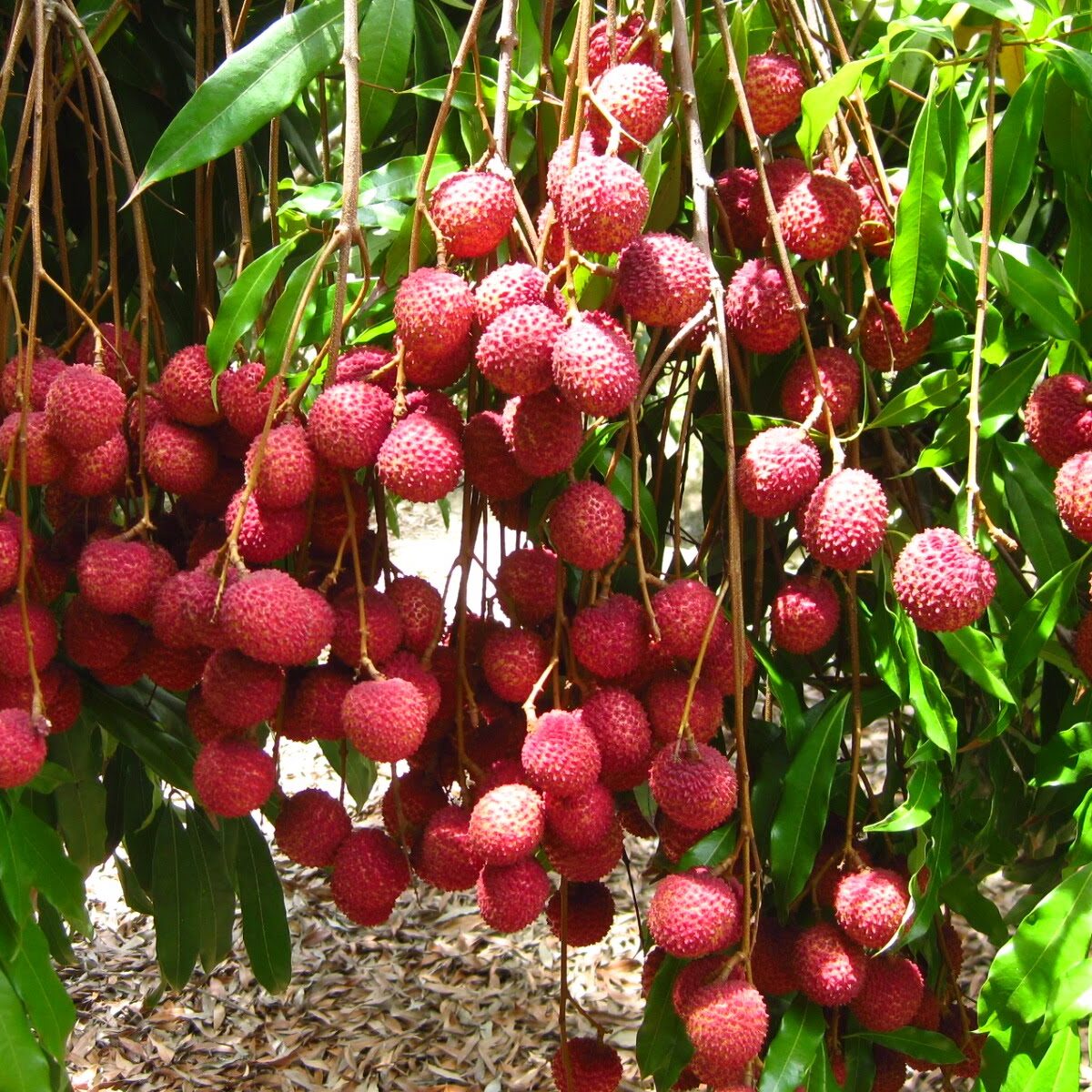 lychee dubai